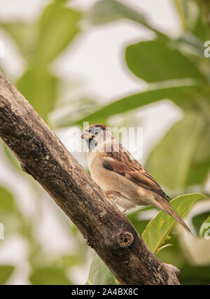 Casa passero, passer domesticus, piccolo uccello selvatico, appollaiate su un ramo in un giardino inglese, tarda estate 2019 Foto Stock