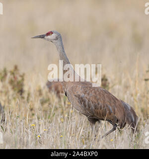 Sandhill gru in un campo di orzo Foto Stock