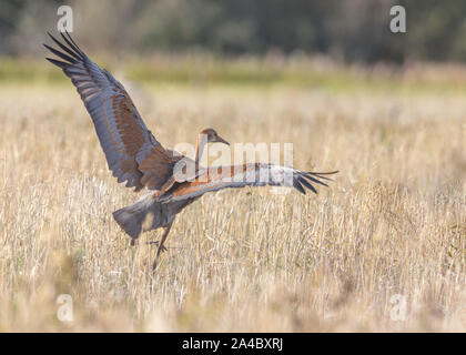 I capretti Sandhill gru di apertura alare al decollo Foto Stock