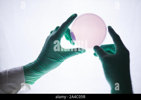 Close up di mani guantate holding piastra petri con campioni di prova oltre la luce bianca in medical laboratory, spazio di copia Foto Stock