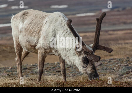 Renne (Rangifer tarandus) Kiberg, Varanger, Norvegia Foto Stock