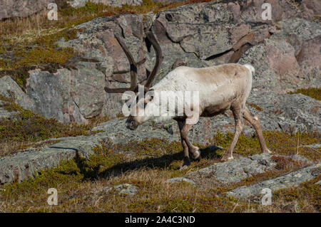 Renne (Rangifer tarandus) Kiberg, Varanger, Norvegia Foto Stock