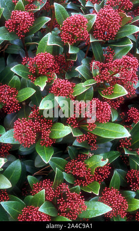 LA "ROSOLIA" DI SKIMMIA JAPONICA FIORISCE IN PRIMAVERA E PRODUCE BACCHE ROSSE IN INVERNO. È ANCHE CONOSCIUTO COME SHRUB GIAPPONESE SKIMMIA. Foto Stock