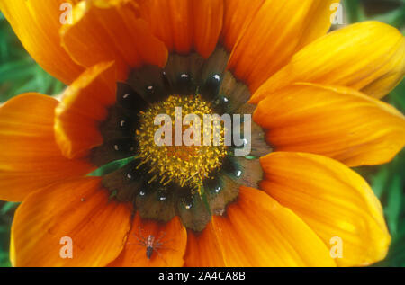 PRIMA VISTA DI UN FIOR DI GAZANIA ARANCIONE CON UN PICCOLO RAGNO DA GIARDINO SU UN PETALO. Foto Stock