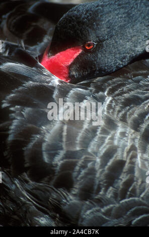 PRIMO PIANO DI UN CIGNO NERO (CYGNUS ATTRATUS) CON LA TESTA NASCOSTA SOTTO UN'ALA, KINGS PARK A PERTH, AUSTRALIA OCCIDENTALE. Foto Stock