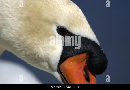 PRIMO PIANO DELLA TESTA DI UN CIGNO MUTO (CYGNUS OLOR) KINGS PARK, PERTH, AUSTRALIA OCCIDENTALE. Foto Stock