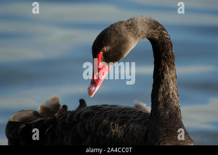 BLACK SWAN (CYGNUS ATRATUS) Perth, Western Australia. Foto Stock