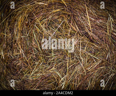 Fieno bagnato texture di raccolto a Rainy day. vignette, sfondo, agricolo. Foto Stock