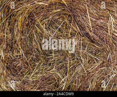 Fieno bagnato texture di raccolto a Rainy day. sfondo, agricolo. Foto Stock
