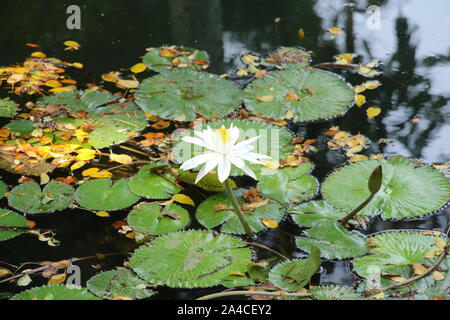 White Water Lily nel piccolo stagno Foto Stock