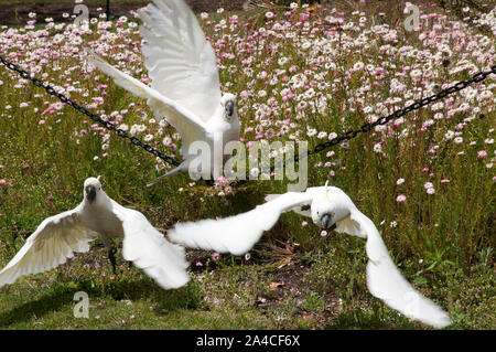 Sydney Australia, gruppo di zolfo-crested cockatoo nel giardino di prendere il volo Foto Stock