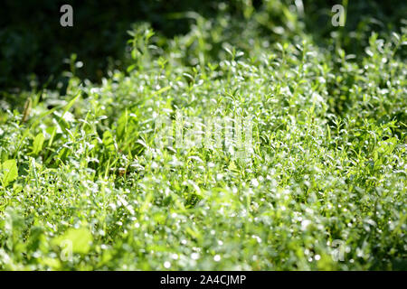 Erba verde coperta con rugiada di mattina in un giardino estivo. Sfondo naturale Foto Stock