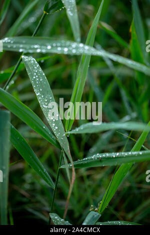 Gocce di pioggia in funzione off foglie Reed, (Phragmites australis). Gocce d'acqua. Precipitazioni. La tensione superficiale. Gocciolatoio, gocciolamenti, gocciolamento run off. Meteo. Clima. Foto Stock