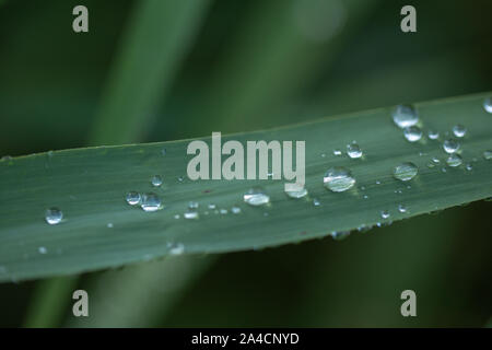 Gocce di pioggia in funzione off foglie Reed, (Phragmites australis). Gocce d'acqua. Precipitazioni. La tensione superficiale. Gocciolatoio, gocciolamenti, gocciolamento run off. Meteo. Clima. Foto Stock