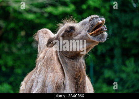 Bactrian camel, Camelus bactrianus in un giardino zoologico tedesco Foto Stock