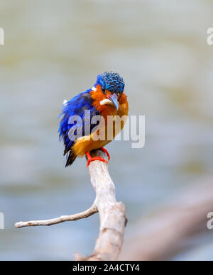 Bella Madagascar bird kingfisher, Corythornis vintsioides, Ankarafantsika Parco nazionale del Madagascar wildlife, Africa Foto Stock