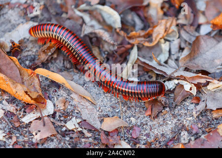 Millepiedi nella foresta pluviale. Madagascan Fire millepiedi, pres. Aphistogoniulus Corallipes a Ankarafantsika Parco nazionale del Madagascar wildlife, Africa Foto Stock