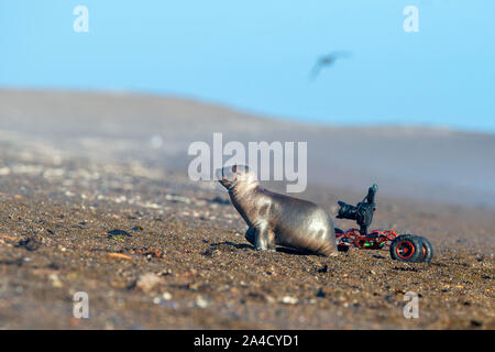 Drone terrestre Radio auto controllato con la fotocamera mentre si fotografa leone di mare sulla spiaggia Foto Stock