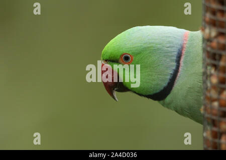 Un grazioso anello-cervice o rosa-inanellati parrocchetto alimentazione da un alimentatore di arachidi. È IL REGNO UNITO più abbondanti naturalizzato parrot. Foto Stock