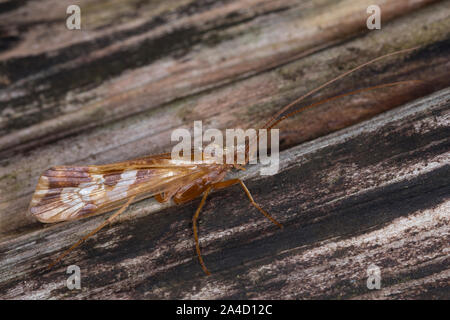 Köcherfliege, Limnephilus cfr lunatus, caddis fly, caddisfly, caddy, carici-fly rail-fly, caddisflies, carici-vola, rail-vola, Limnephilidae Foto Stock