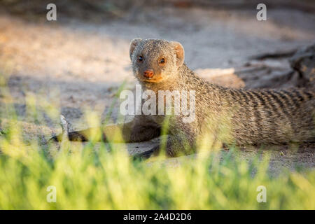 La mangusta nastrati (Mungos mungo) giacenti in erba e guardando nella telecamera, Etosha, Namibia, Africa Foto Stock