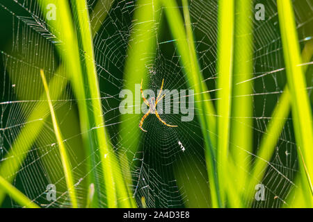 Il ragno Argiope aspettando pazientemente per la preda sul suo web Foto Stock