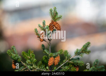 Coni Fir crescere nella parte superiore di una Nordmann abete, Abies nordmanniana, Foto Stock