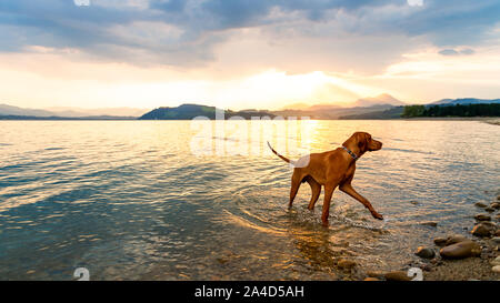 Splendida famiglia cane su una spiaggia al tramonto. Vizsla cucciolo sulle vacanze estive ad esplorare il mare. Foto Stock