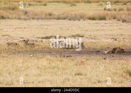 Un branco di leoni femmina si trova in ombra in attesa, un maschio di leone sta dormendo, Etosha, Namibia, Africa Foto Stock