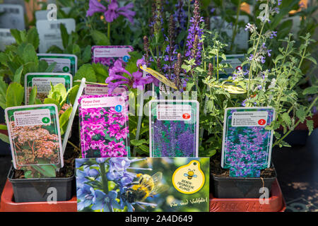 Varie Piante perenni Piante giovani per la semina diretta in giardino, bee-friendly piante, Foto Stock