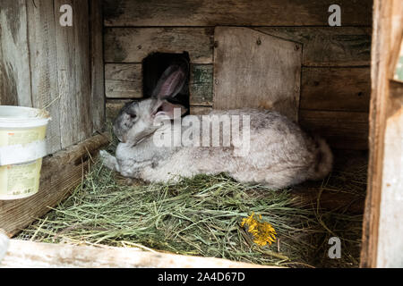 Il vecchio coniglio in gabbia. Crescendo di conigli domestici in giardino. Gabbia in legno Foto Stock