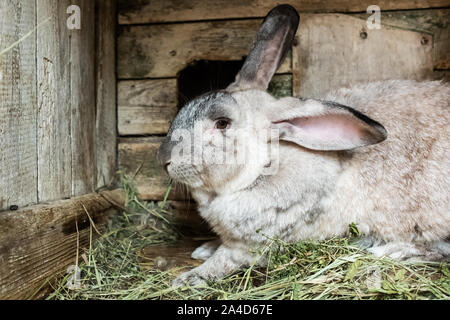 Il vecchio coniglio in gabbia. Crescendo di conigli domestici in giardino. Gabbia in legno Foto Stock