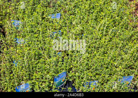 Le erbe del giardino, in vasi, per piantare in giardino o per uso diretto, timo, Foto Stock