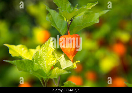 Lampion fiore, Physalis alkekengi, piante ornamentali, Foto Stock