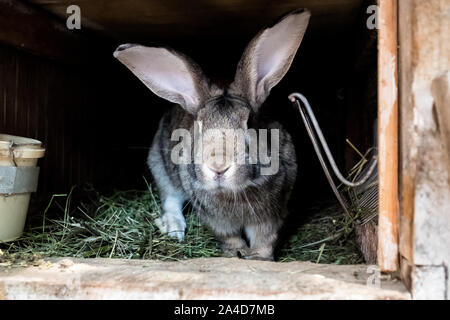 Il coniglio domestico in una gabbia in legno. Gli animali crescono nel giardino. Curioso il coniglio. Foto Stock