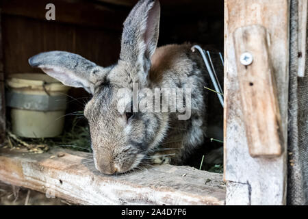 Il coniglio domestico in una gabbia in legno. Gli animali crescono nel giardino. Curioso il coniglio. Foto Stock