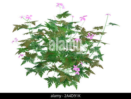 3D rendering di un'erba robert plant o Geranium robertianum o Robertiella robertiana isolati su sfondo bianco Foto Stock