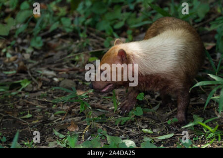 Un cane da boscaglia sudamericano in via di estinzione (Speothos venaticus) a Zoorasia, Yokohama, Kanagawa, Giappone. Foto Stock