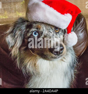 Blue Merle miniatura pastore australiano cane con heterochromia indossando un cappello da Babbo Natale Foto Stock