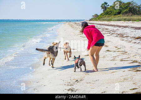 Donna sulla spiaggia a giocare con tre cani, Stati Uniti Foto Stock