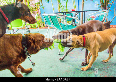 Quattro cani giocando con una corda giocattolo, Stati Uniti Foto Stock