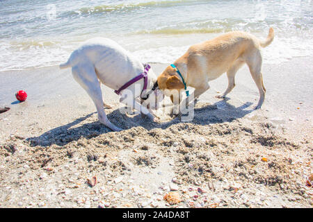 Due cani di scavare un buco sulla spiaggia, Stati Uniti Foto Stock