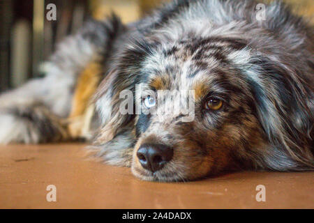 Miniatura blue merle Australian Shepherd cane con heterochromia sdraiato sul pavimento Foto Stock