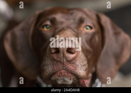 Ritratto di un tedesco a pelo corto cane puntatore Foto Stock