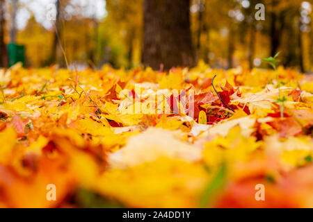 Giallo autunno lascia sul terreno. Rosso e arancio Foglie di autunno sfondo. All'esterno. Colorata immagine backround di caduto foglie di autunno perfetto per l'uso stagionale. Spazio per il testo. Foto Stock