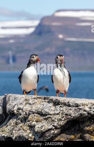 ATLANTIC i puffini, chiamato anche la comune puffini, VIGUR ISOLA, santuario degli uccelli marini, ISAFJARDARJUP fiordo, Islanda, EUROPA Foto Stock