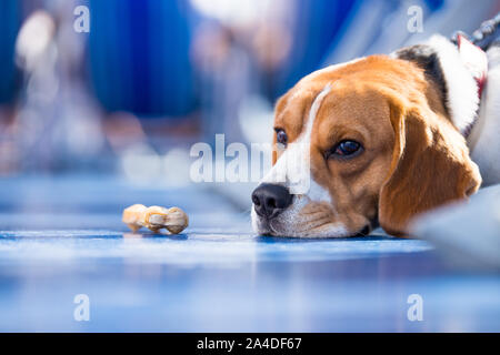 Triste guardando beagle sdraiato sul pavimento accanto a un prodotto da masticare per cani osso Foto Stock