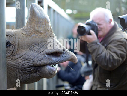 Foto deve essere accreditato ©Karwai codolo/Alfa premere 076795 08/01/13 un corno di rinoceronte durante l annuale Whipsnade Zoo constatazione nel Bedfordshire Foto Stock