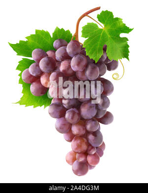Uve isolato. Grappolo di uva rossa appeso sulla vite con foglie isolato su sfondo bianco con tracciato di ritaglio Foto Stock