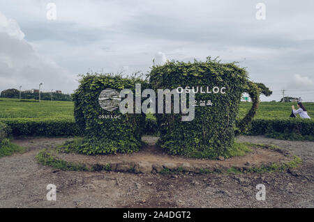 Jeju Island, Corea del Sud, settembre 05, 2019: vista ravvicinata di grandi ivy tazze tè con Osulloc museo di tè Nome e logo con la gente sta immagine nea Foto Stock
